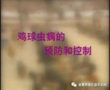 夏季球蟲到底該怎么預防治療？都在這里！