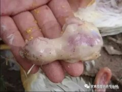 肉雞最頭疼的還是腺肌胃炎，到底該怎么解決？